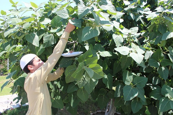 Quran Garden in Pakistan’s Peshawar