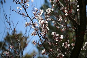 Daily Verses: Signs of God’s Power in Spring