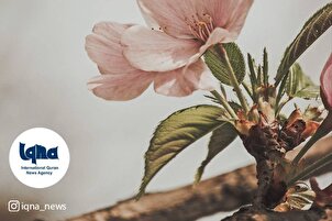 Daily Verses: Exaltation to God