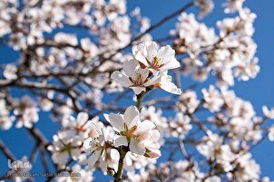 Spring Blossoms in SW Iran