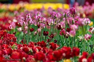 Asara Tulip Festival in Iran’s Alborz Province
