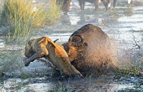 مبارزه بوفالو‌ها با شیر‌های گرسنه