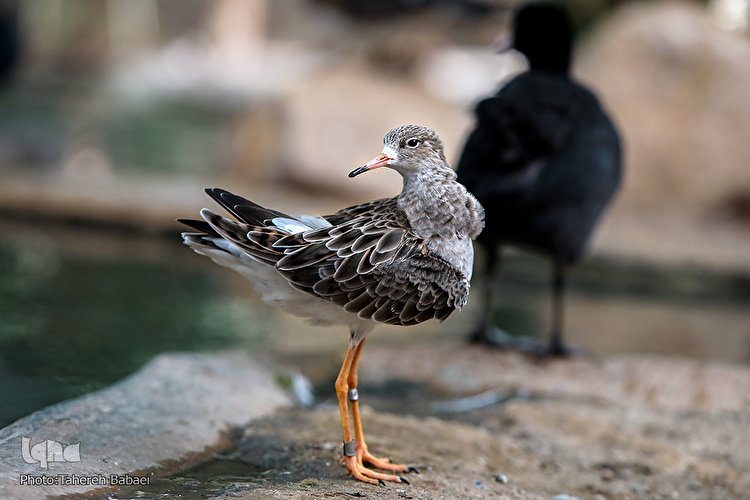 باغی برای پرندگان