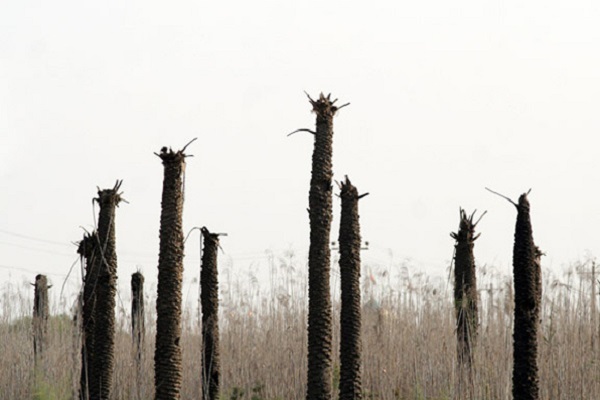 نخلهای بی سر در خوزستان نخلهای بی سر در خوزستان