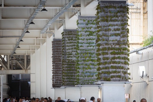 کاشت گیاه در صحن‌های مسجد الحرام/اماده