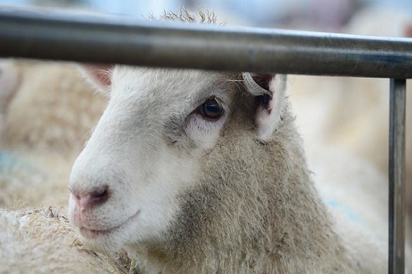 حامیان حقوق حیوانات و افزودن اضافهکردن نوع ذبح به برچسب حلال حامیان حقوق حیوانات و افزودن اضافهکردن نوع ذبح به برچسب حلال