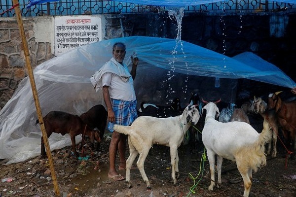 کاهش خرید دام عید قربان در هند کاهش خرید دام عید قربان در هند