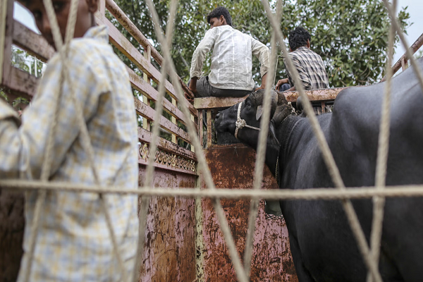 پتانسیل بالای هند برای صادرات گوشت حلال به کشورهای اسلامی پتانسیل بالای هند برای صادرات گوشت حلال به کشورهای اسلامی
