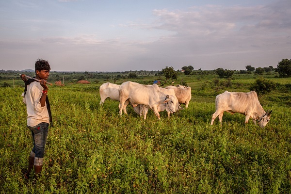 پتانسیل بالای هند برای صادرات گوشت حلال به کشورهای اسلامی پتانسیل بالای هند برای صادرات گوشت حلال به کشورهای اسلامی