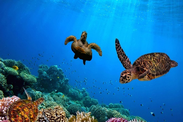 به روز شدن صنعت گردشگری باربادوس با گردشگری حلال به روز شدن صنعت گردشگری باربادوس با گردشگری حلال