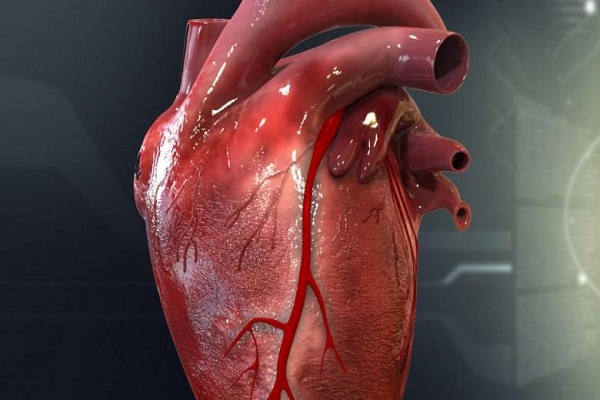 شگفتیهای قلب انسان شگفتیهای قلب انسان