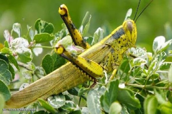 حالت انسان در روز رستاخیز و اعجاز قرآن حالت انسان در روز رستاخیز و اعجاز قرآن