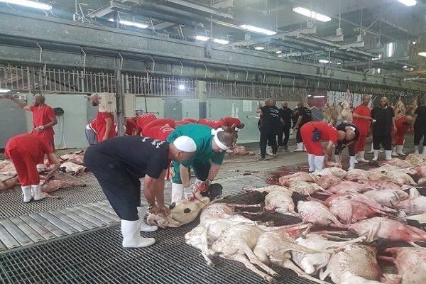 گوشت قربانی حجاج به ایران ارسال نمی‌شود