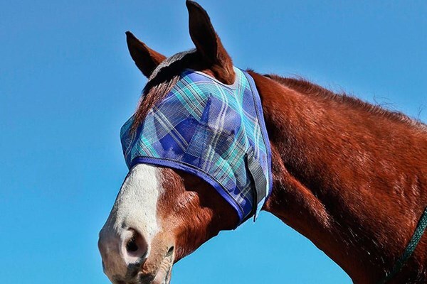 «تَنَقّبَت» در زیارت عاشورا به چه معناست «تَنَقّبَت» در زیارت عاشورا به چه معناست