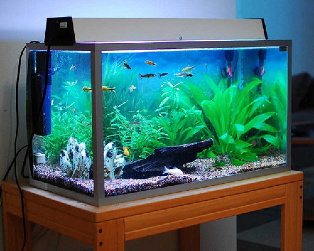 راهنمای خرید بهترین بخاری آکواریوم