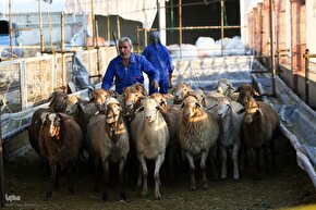 خرید و ذبح دام عید قربان در تهران