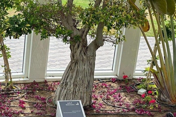 نمایش میراث اسلامی از طریق علم و طبیعت در بوستان قرآنی دبی + عکس و فیلم نمایش میراث اسلامی از طریق علم و طبیعت در بوستان قرآنی دبی + عکس و فیلم