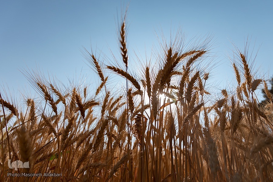 نان؛ از خطرات حذف کامل تا اجرای طرحی ملی
