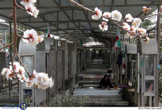 آخرین پنجشنبه سال در بهشت زهرا (س)