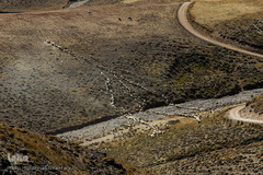 زندگی عشایری