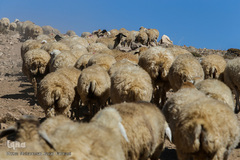 زندگی عشایری