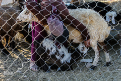 زنان عشایر همانند مردانشان برای ادامیه زندگی میکوشند