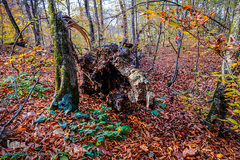 جنگل راش سواد کوه 