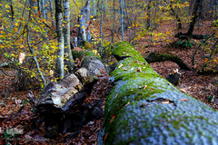 جنگل راش سواد کوه 