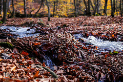 رود تجن در جنگل راش سواد کوه 