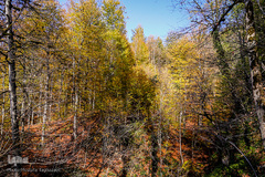 جنگل راش سواد کوه 