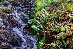 رود تجن در جنگل راش سواد کوه 