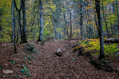 جنگل راش سواد کوه 