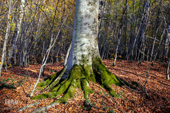 جنگل راش سواد کوه 