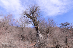 جنگل الیمستان