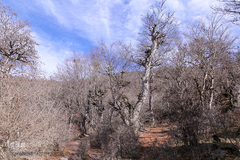 جنگل الیمستان