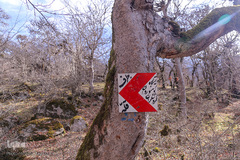 جنگل الیمستان