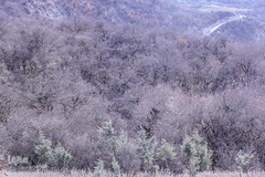 جنگل الیمستان