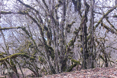 جنگل الیمستان