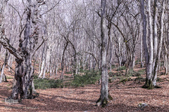 جنگل الیمستان