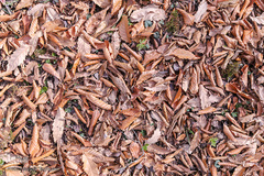 جنگل الیمستان