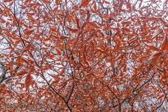 جنگل الیمستان