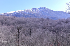 جنگل الیمستان