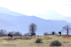 جنگل الیمستان