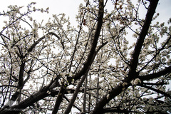 بهار، جلوه گاه پروردگار