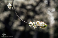 بهار، جلوه گاه پروردگار