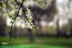 بهار، جلوه گاه پروردگار