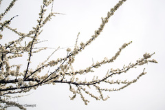 بهار، جلوه گاه پروردگار