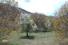 طبیعت بهاری بستان آباد