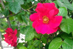 طبیعت بهاری بستان آباد