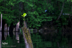 دریاچه ارواح